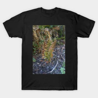 Little Multi-colored Fern T-Shirt